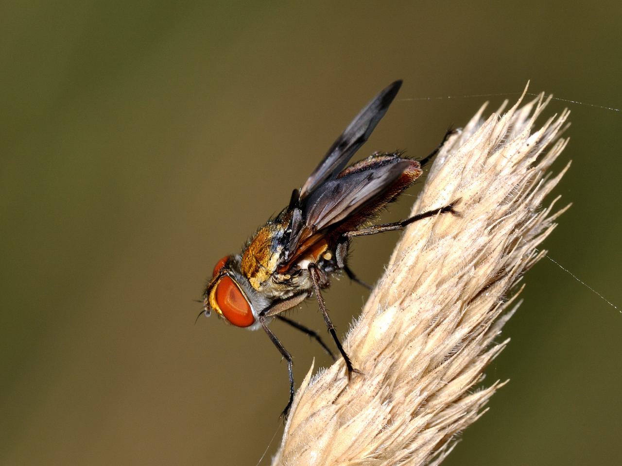 Conferma per Ectophasia crassipennis maschio